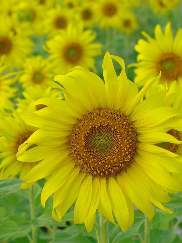 Yellow Sun Flowers Images - صور ورد وزهور Rose Flower images